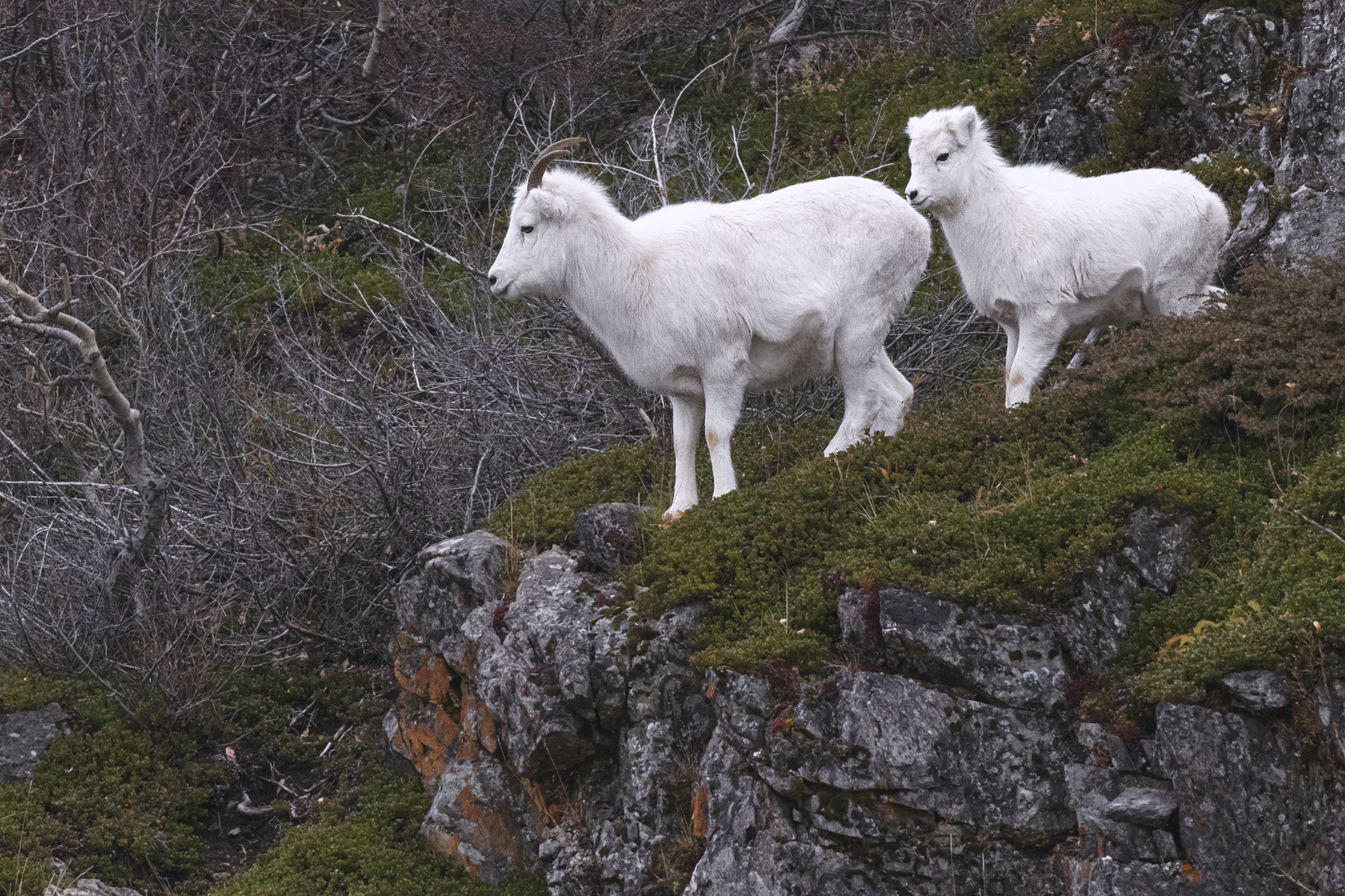 Conférence – Dans les montagnes d’Alaska