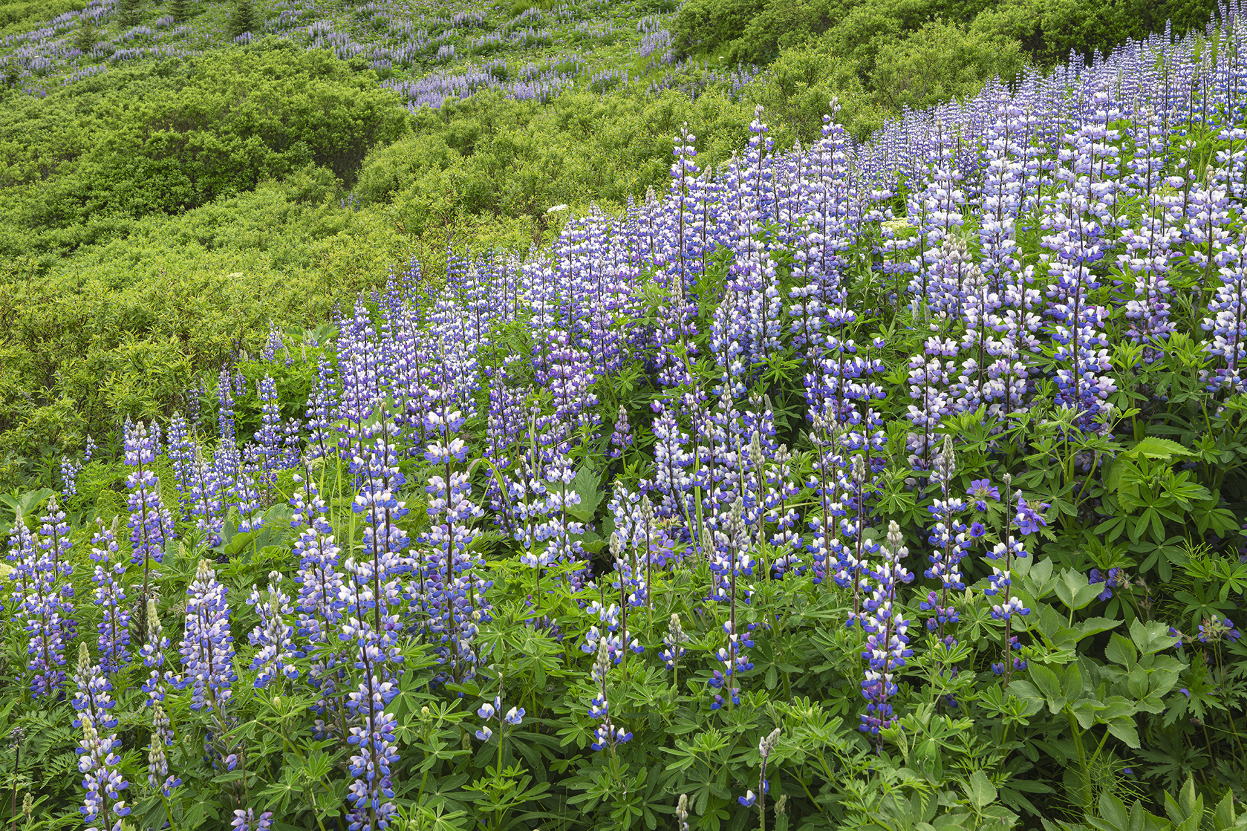 Conférence – Dans les montagnes d’Alaska