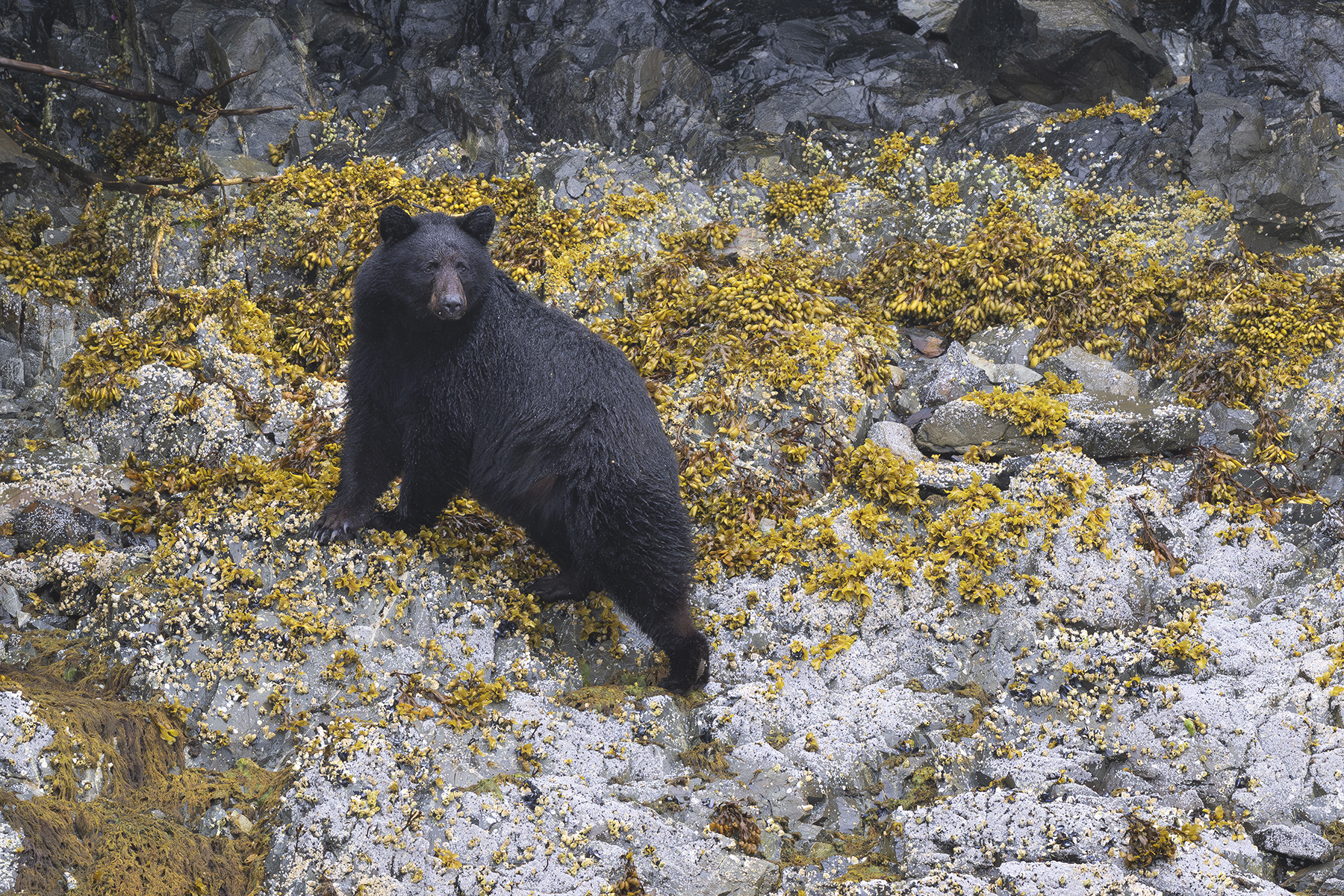 Conférence – Dans les montagnes d’Alaska