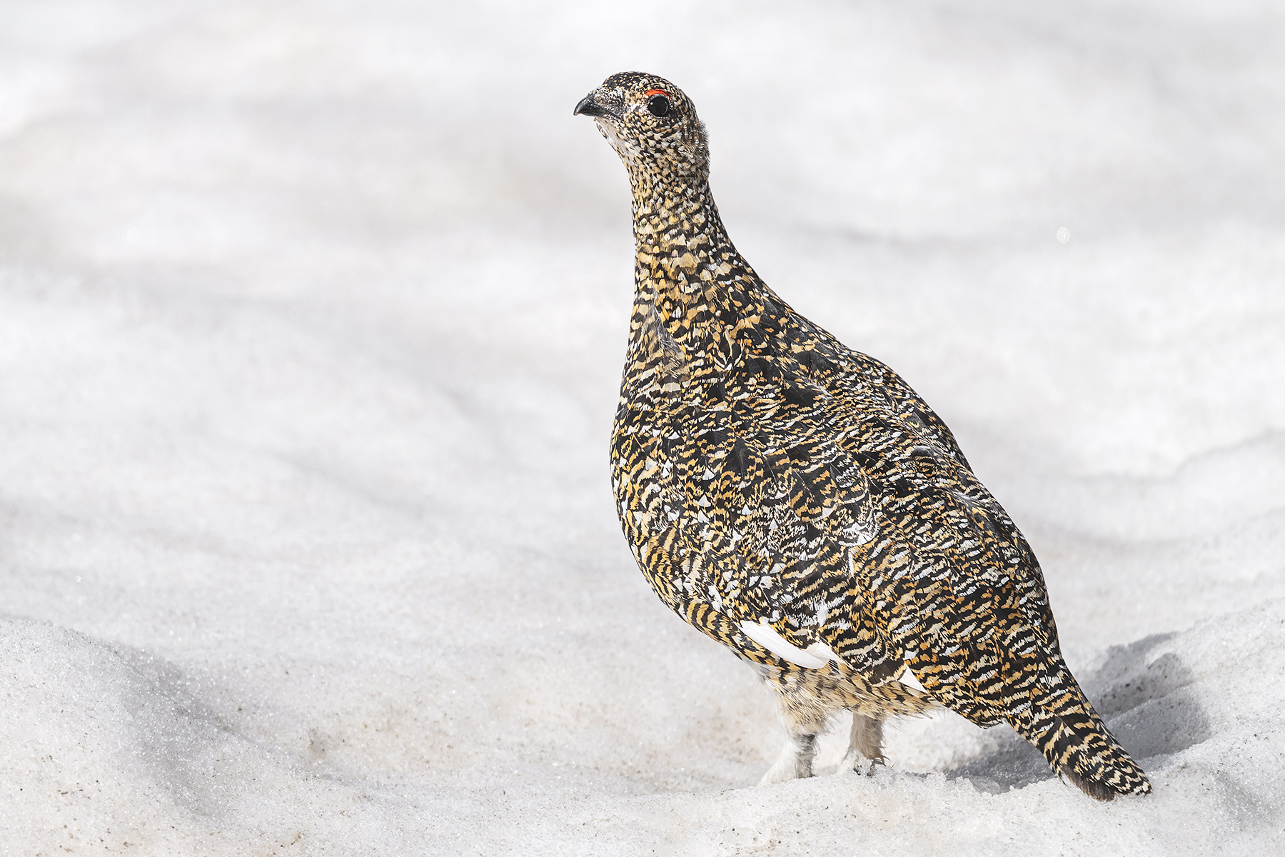 Conférence – L’univers sauvage du Lagopède alpin