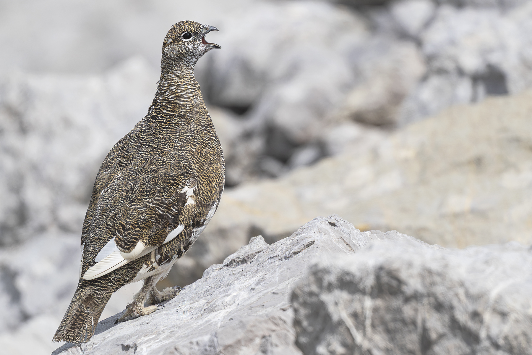 Conférence – L’univers sauvage du Lagopède alpin