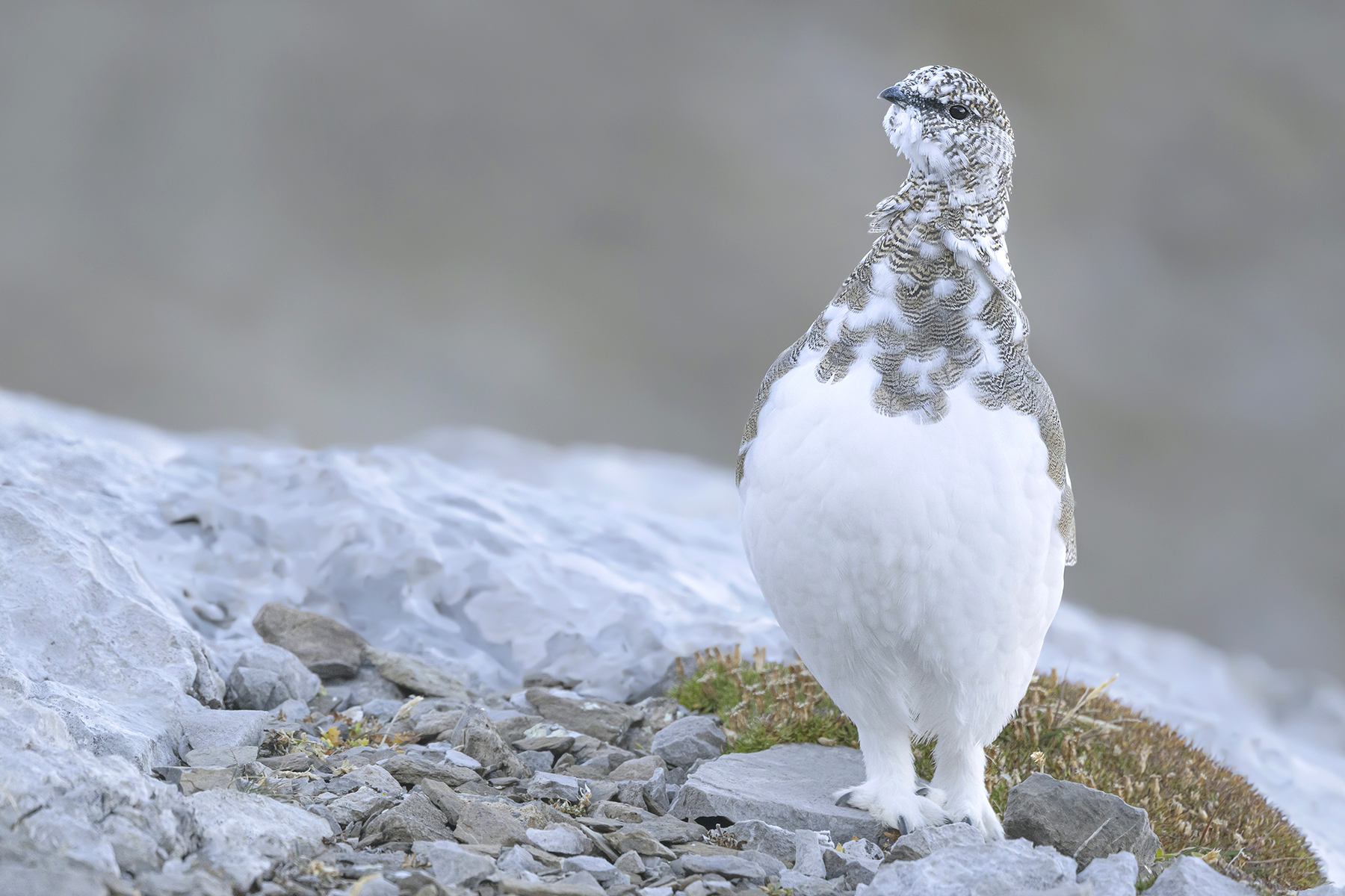 Conférence – L’univers sauvage du Lagopède alpin