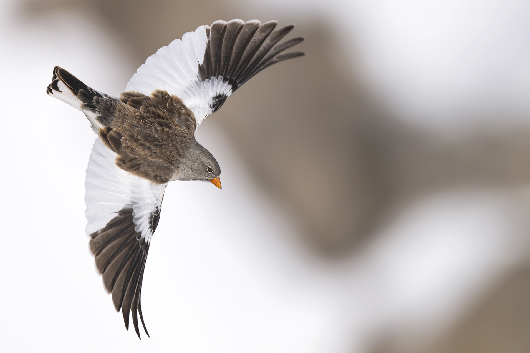 Conférence – L’univers sauvage du Lagopède alpin