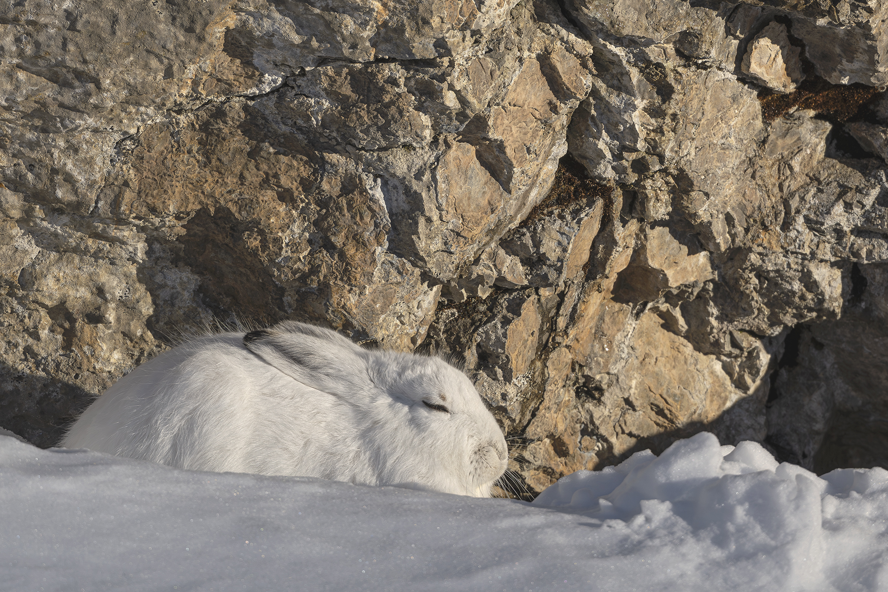 Conférence – L’univers sauvage du Lagopède alpin