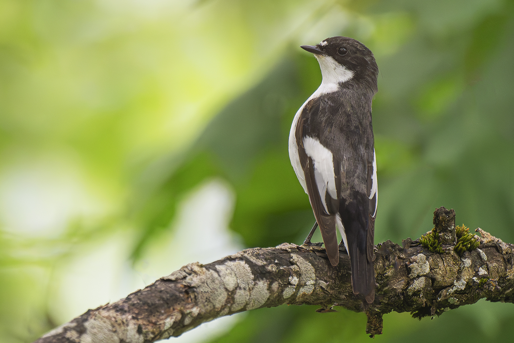 Carnets naturalistes - Affut aux passereaux des zones agro-pastorales et urbaines - Gobe mouche noir