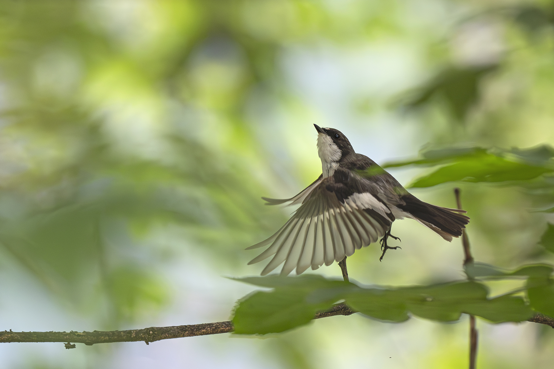 Carnets naturalistes - Affut aux passereaux des zones agro-pastorales et urbaines - Gobe mouche noir