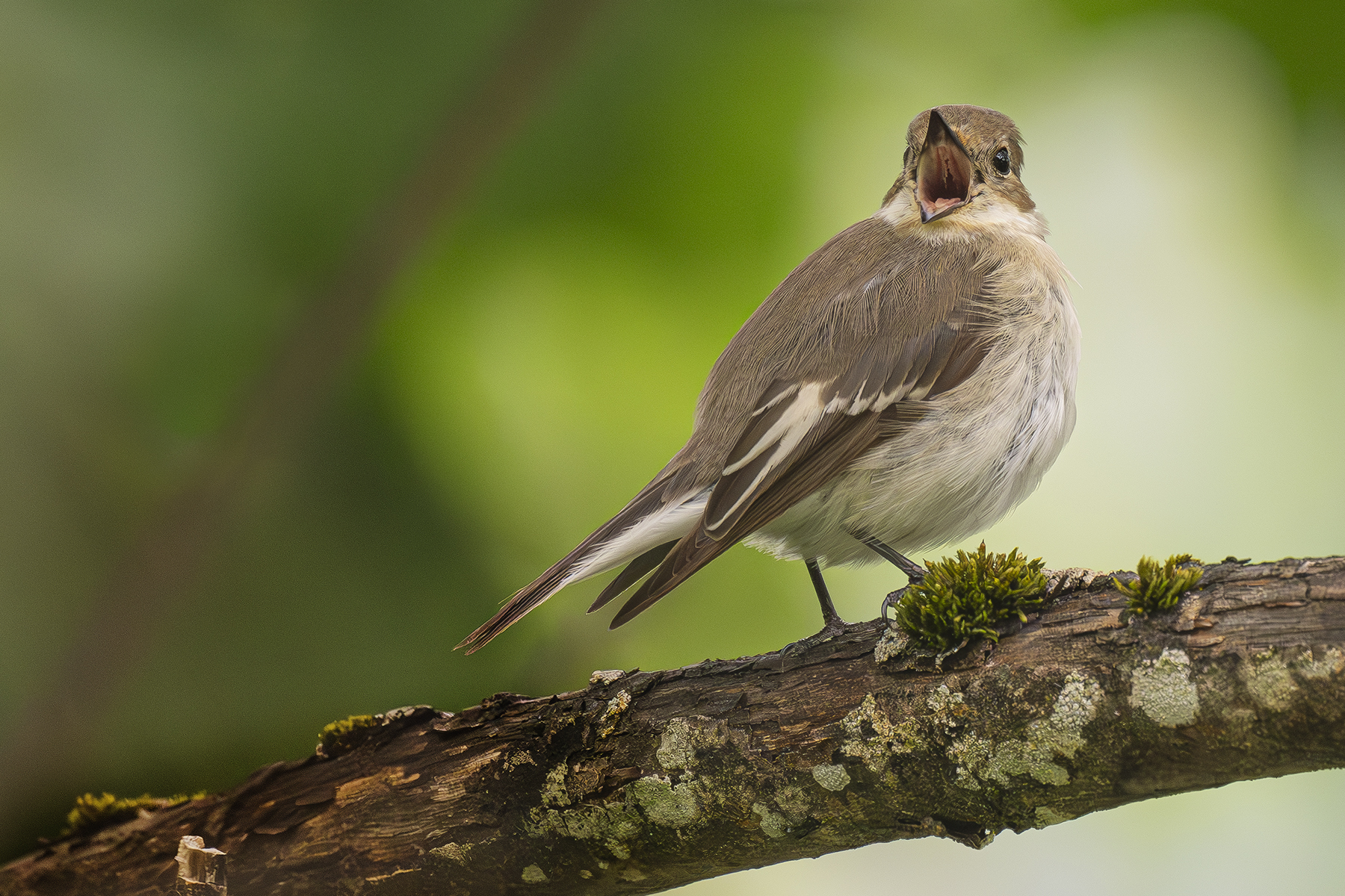 Carnets naturalistes - Affut aux passereaux des zones agro-pastorales et urbaines - Gobe mouche noir