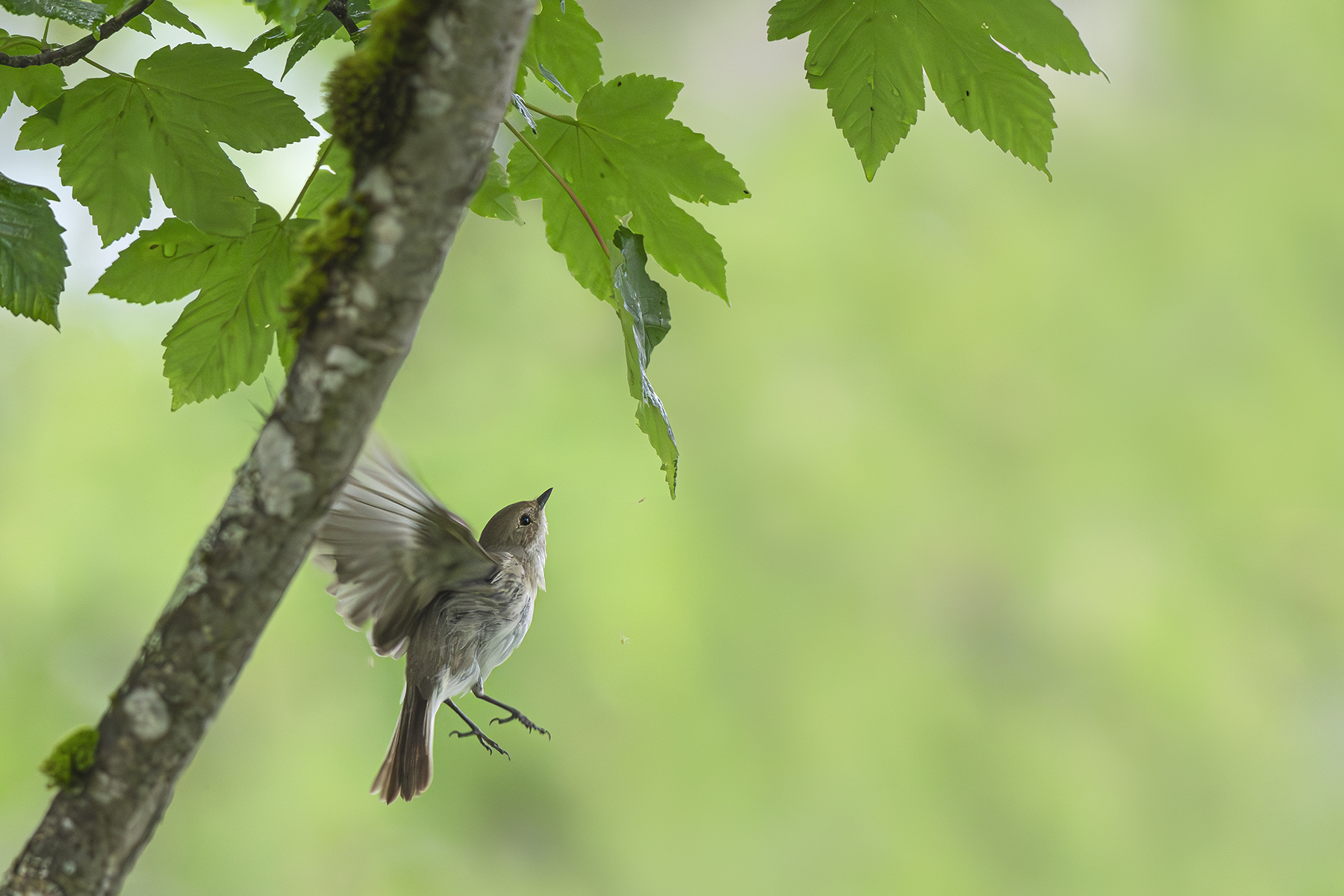 Carnets naturalistes - Affut aux passereaux des zones agro-pastorales et urbaines - Gobe mouche noir