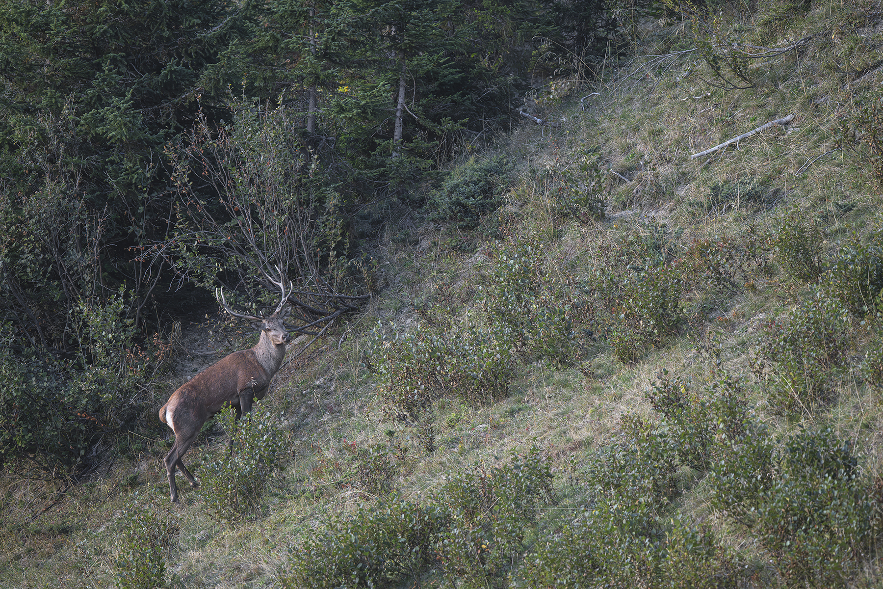 Actualités - Les cerfs Vaudois