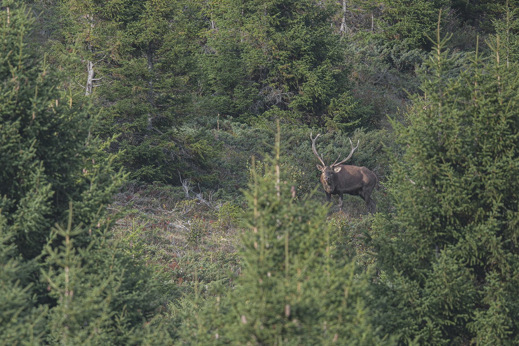 Actualités - Les cerfs Vaudois