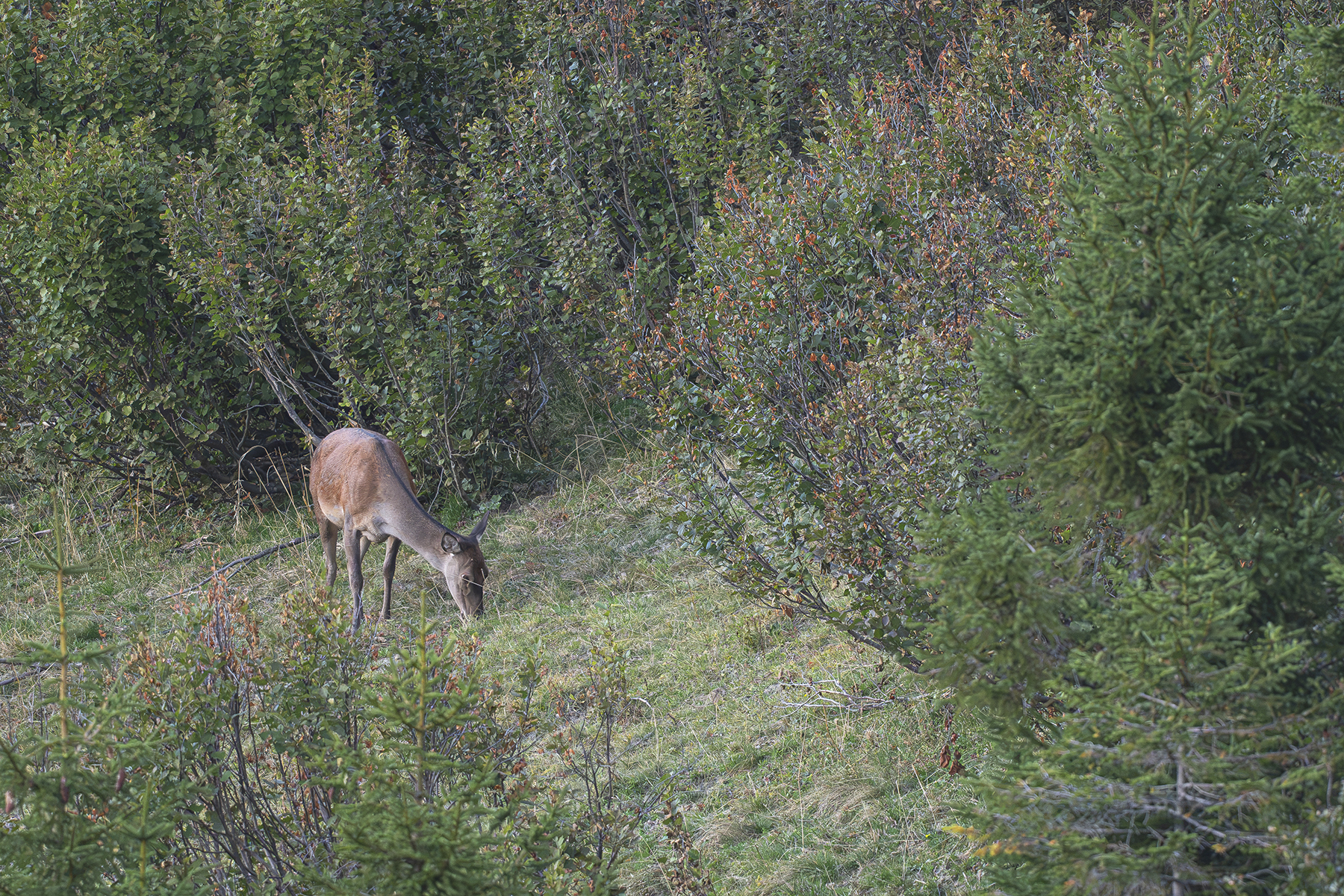 Actualités - Les cerfs Vaudois