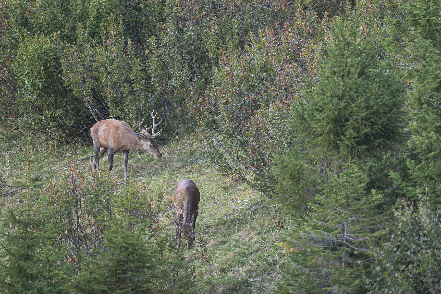 Actualités - Les cerfs Vaudois