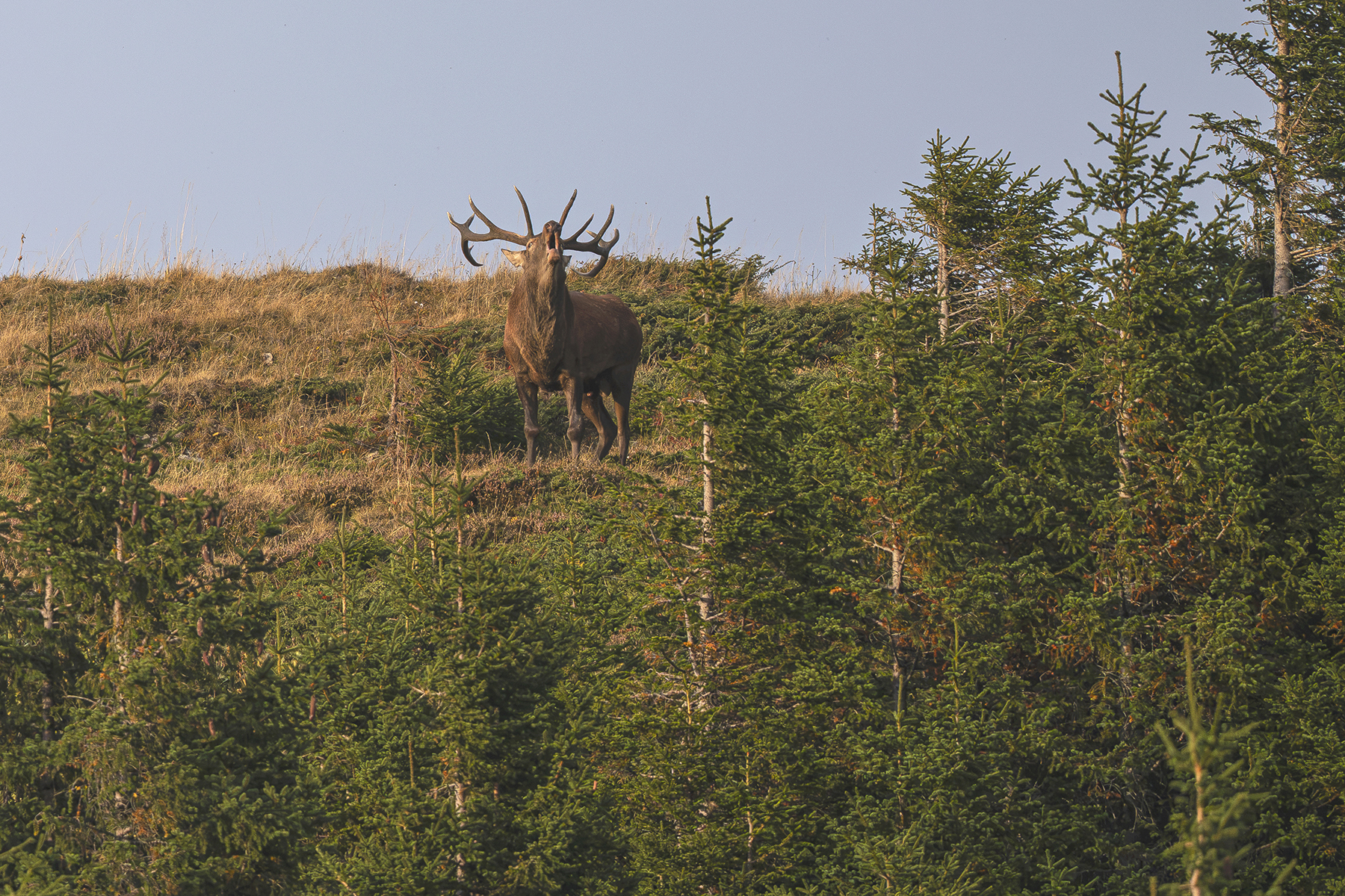 Actualités - Les cerfs Vaudois