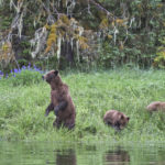 Diaporama - Great Bear Rainforest