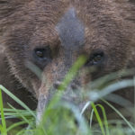 Diaporama - Great Bear Rainforest