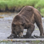 Diaporama - Great Bear Rainforest