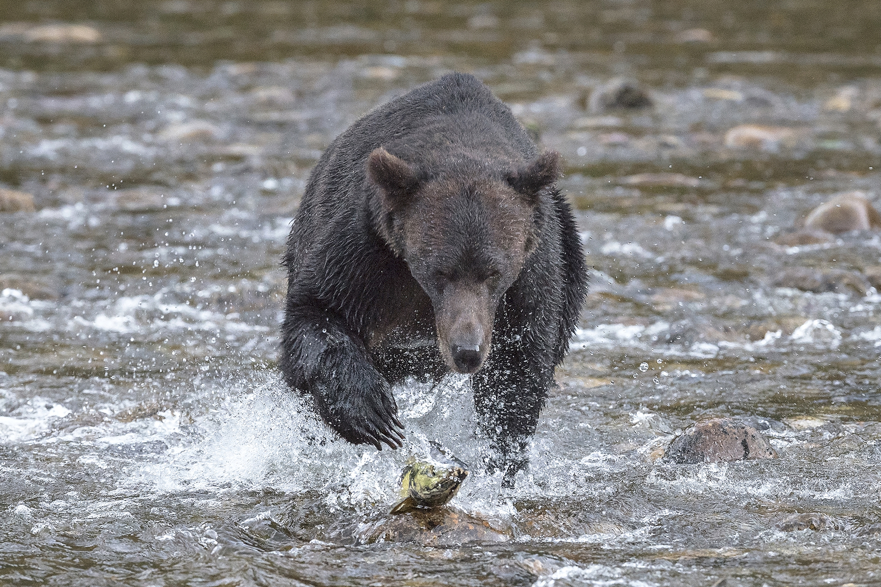 Conférence - L'appel de l'ours