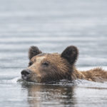 Diaporama - Great Bear Rainforest