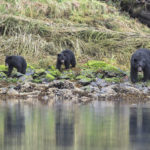 Diaporama - Great Bear Rainforest