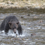 Diaporama - Great Bear Rainforest