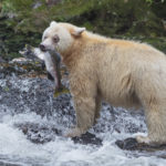 Diaporama - Great Bear Rainforest