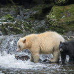 Diaporama - Great Bear Rainforest