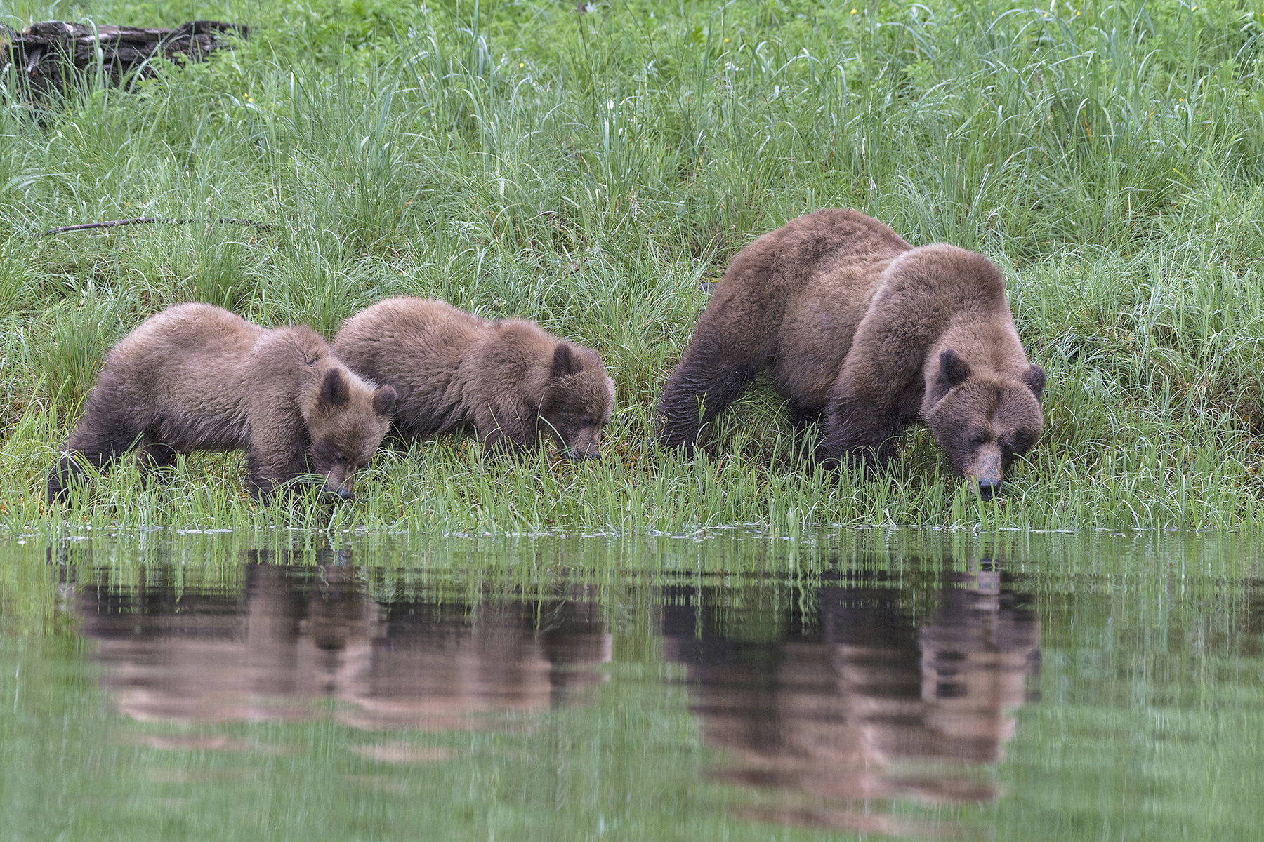 Conférence - L'appel de l'ours