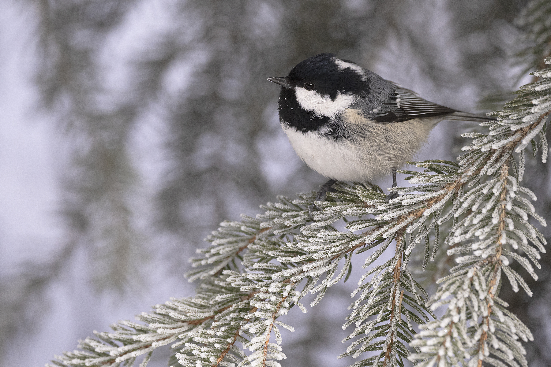 Stage - Petite faune des forêts alpines