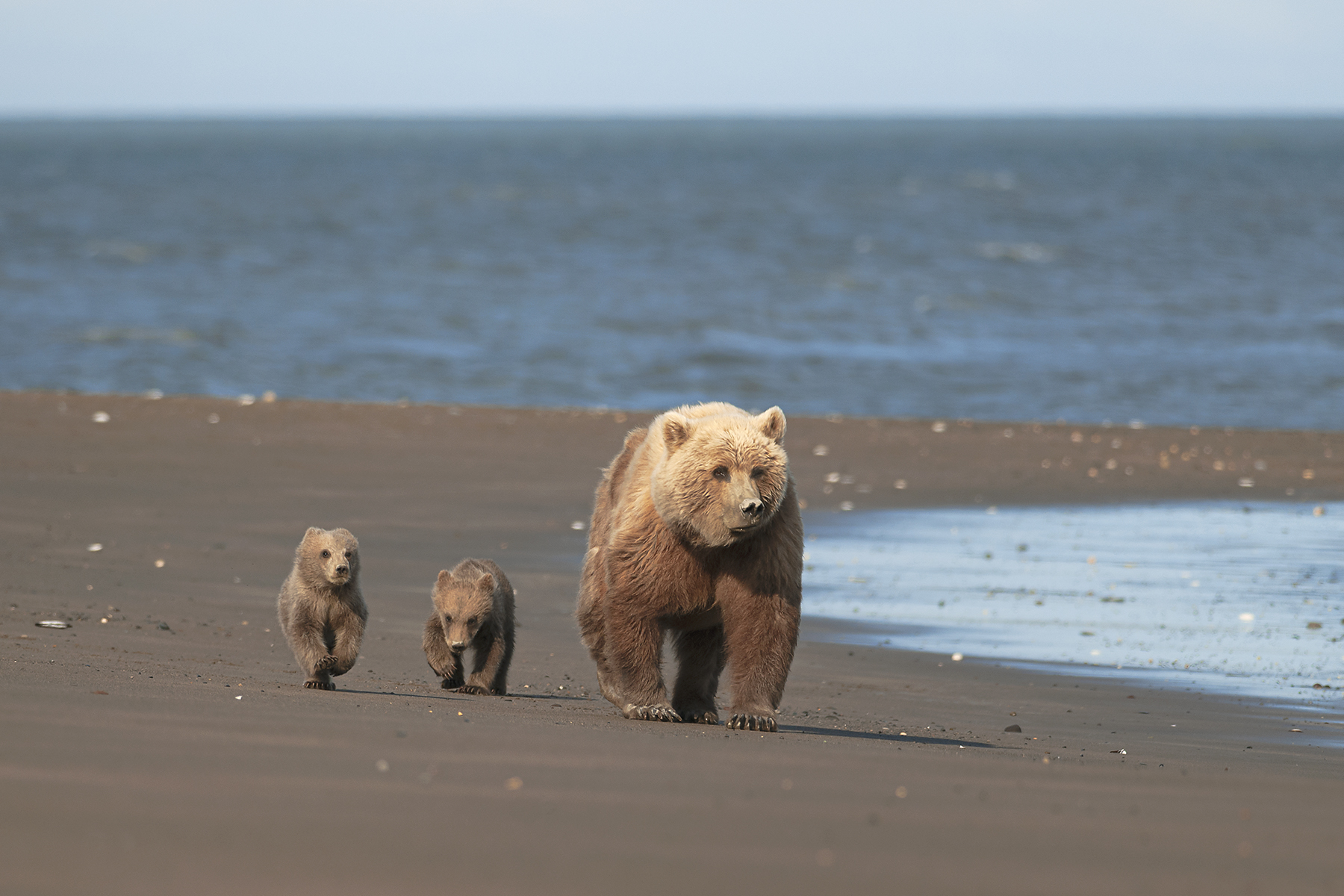 Alaska Ours Et Loups Images De Nature Anne Olivier Gilli ron 