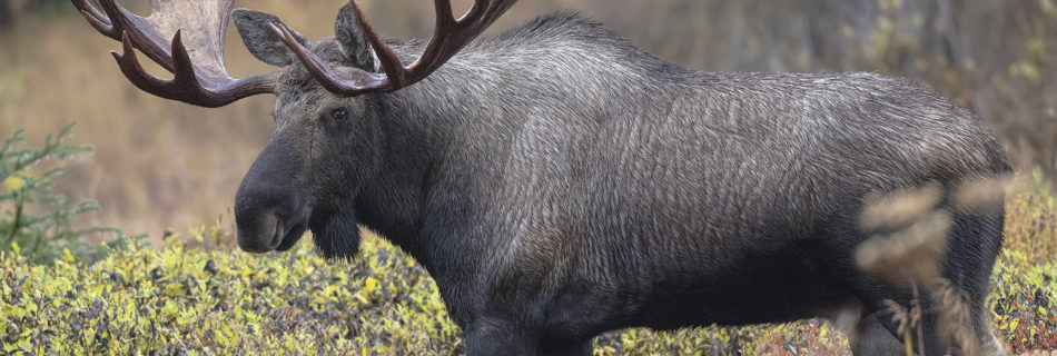 Notre dernier voyage en Alaska - Couverture