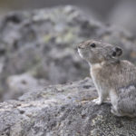 Diaporama - Alaska - Pika à collier