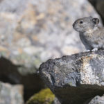 Diaporama - Alaska - Pika à collier