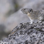 Diaporama - Alaska - Pika à collier