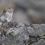 Diaporama - Alaska - Pika à collier