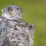 Diaporama - Alaska - Pika à collier