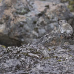 Diaporama - Alaska - Pika à collier