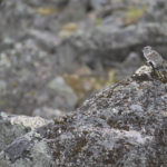 Diaporama - Alaska - Pika à collier