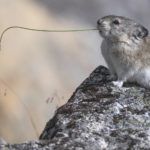 Diaporama - Alaska - Pika à collier