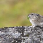 Diaporama - Alaska - Pika à collier