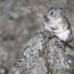 Diaporama - Alaska - Pika à collier