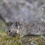 Diaporama - Alaska - Pika à collier