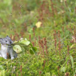 Diaporama - Alaska - Pika à collier