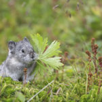 Diaporama - Alaska - Pika à collier