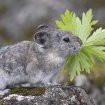 Diaporama - Alaska - Pika à collier