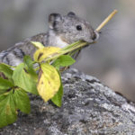 Diaporama - Alaska - Pika à collier