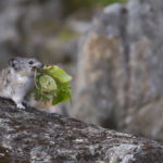 Diaporama - Alaska - Pika à collier