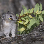 Diaporama - Alaska - Pika à collier