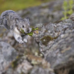 Diaporama - Alaska - Pika à collier