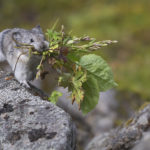 Diaporama - Alaska - Pika à collier