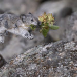 Diaporama - Alaska - Pika à collier